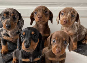 KC Registered Miniature Dachshund