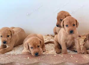 LABRADOR RETRIEVER PUPPIES
