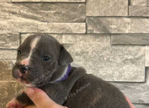 Chunky American Bulldog x English Bulldog x Staffy Puppies