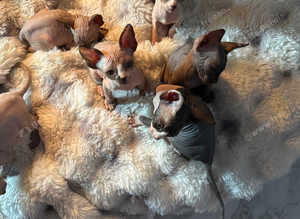 Sphynx canadian kittens