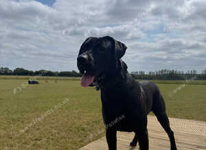 Labrador x Presa Canario