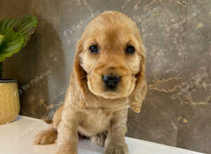 KC registered Show Cocker Spaniels