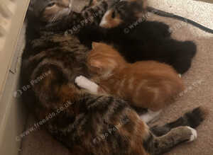 Four gorgeous kittens for sale.