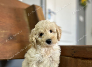 Bluebell wonderful cockapoo now ready to leave us