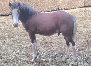 Welsh section c bay colt foal