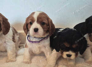 6 Cavalier King Charles Spaniel puppies
