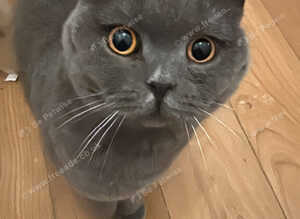 British shorthairs