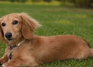 Cream Long Haired Miniature Dachshund - Stud