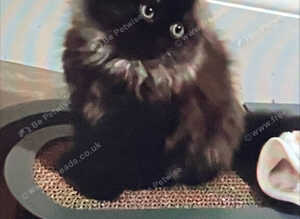 Beautiful Scottish Fold Charcoal and Brown Kitten