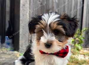 Last Biewer Boy 11 weeks old