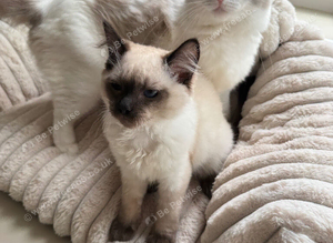 Ragdoll kitten boy