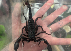 Borneo Forest Scorpion