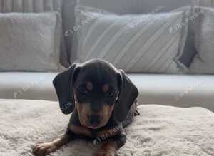 9 beautiful dachshund puppies