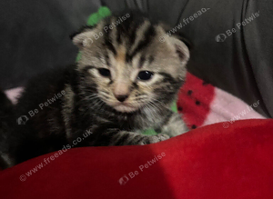 Bengal kittens available now