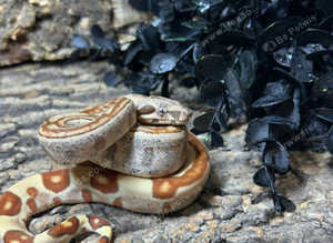 Jungle Common Boas at Birmingham Reptiles