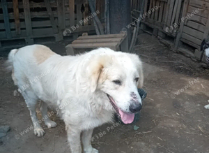 RAFFI &ndash; A Gentle Giant Looking for His Forever Kingdom ️