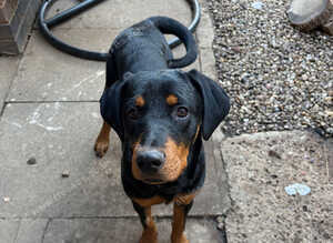 6 month old Rottweiler/doberman bitch