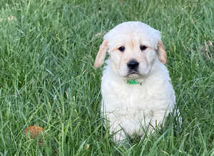 Ready now - kc retreiver puppies