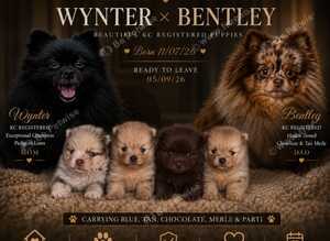 CHAMPION PEDIGREE KC POMERANIAN PUPPIES