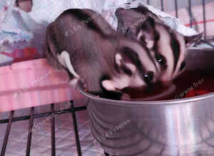 Two sugar gliders