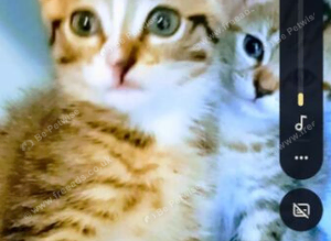 2 tabby kittens