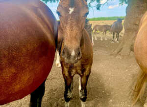 Handsome Welsh D colt to make 15.2hh