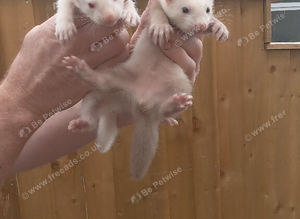 Ferrets ready now