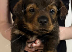 Rottweiler mix German shepherd husky puppies