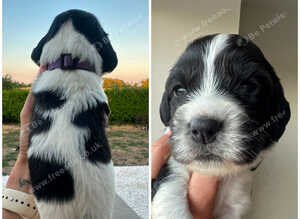 Gorgeous KC reg B&W Springer spaniel pups left