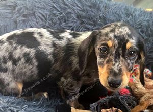 Dapple boy mini dachshund