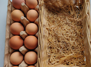 Ayam Cemani fertile eggs for hatching