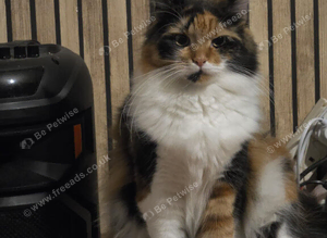 &frac34; Maine coon kittens