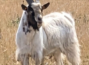 Pygmy Billy Goat