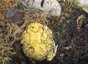 Yellow pacman frog