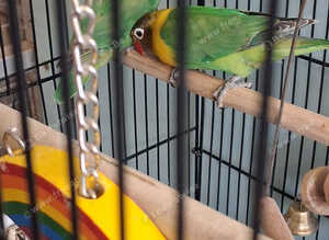 Two beautiful masked love birds for sale
