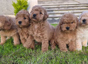 Beautiful cockapoo pups &pound;685