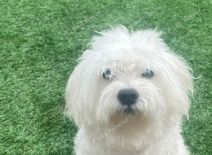 Maltese Dog Available for Stud