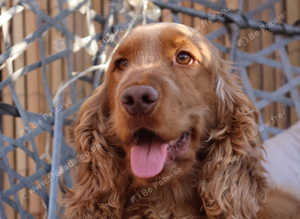 Red Sable Kc Show Cocker Spaniel for stud