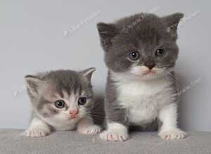 Gorgeous pedigree kittens