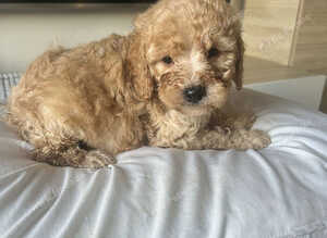 Adorable Cavapoo puppies