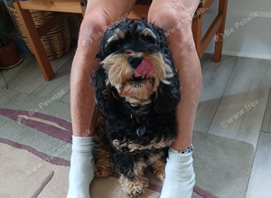Cockapoo girl