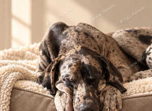 *Unproven Stud* KC registered Merle Great Dane 17 months