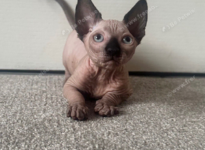 *REDUCED* Canadian Sphynx girl