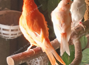 Diffrent canaries