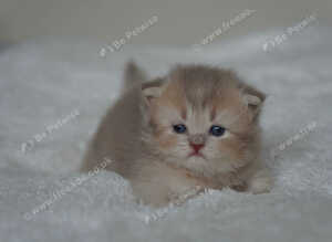 Munchkin kittens