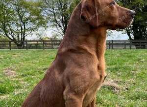 Labrador fox red at stud. KC registered health tested.