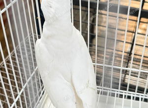 Cockatiel young albino