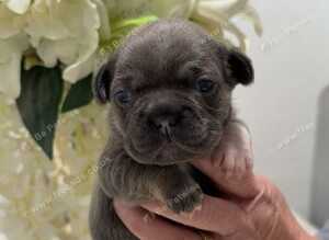 Puppy&rsquo;s for sale