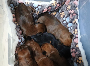 Biewer Terrier / Yorkie pups