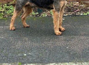 Lakeland terrier dog